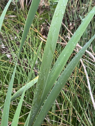 Typha capensis, photograph 2