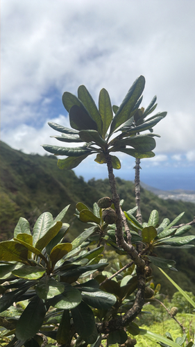 Pittosporum glabrum observed 2026-07-19