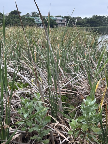 Typha capensis, photograph 3