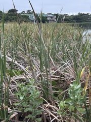 (c) chrisdt, some rights reserved (CC BY) Typha capensis, photograph (c) chrisdt, some rights reserved (CC BY)
