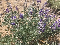 Lupinus nevadensis