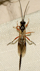 Earinus limitaris