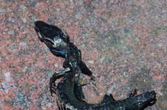 Pholidobolus montium