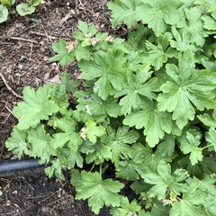 Geranium macrorrhizum