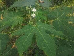 Cnidoscolus multilobus