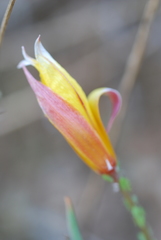 Tulipa sylvestris australis