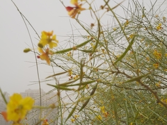 Parkinsonia aculeata