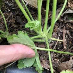Geranium macrorrhizum
