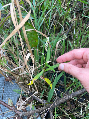 swamp smartweed