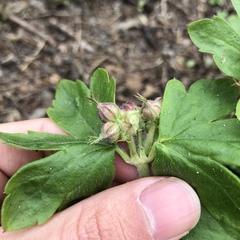 Geranium macrorrhizum