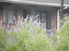 Vitex agnus-castus