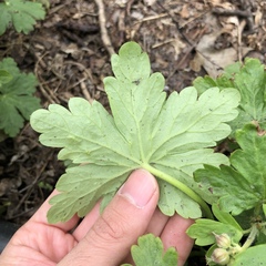 Geranium macrorrhizum