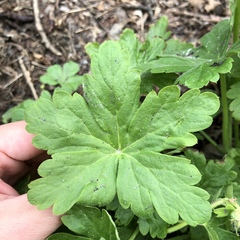 Geranium macrorrhizum