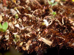 Romanzoffia thompsonii