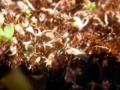 Romanzoffia thompsonii