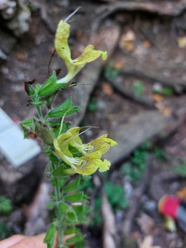 Sticky Sage
