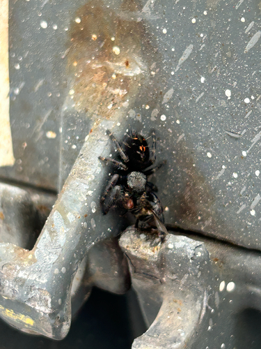 Bold Jumping Spider