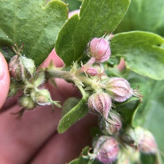 Geranium macrorrhizum