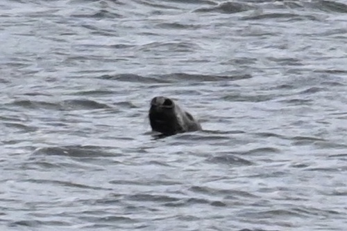 Atlantic Grey Seal