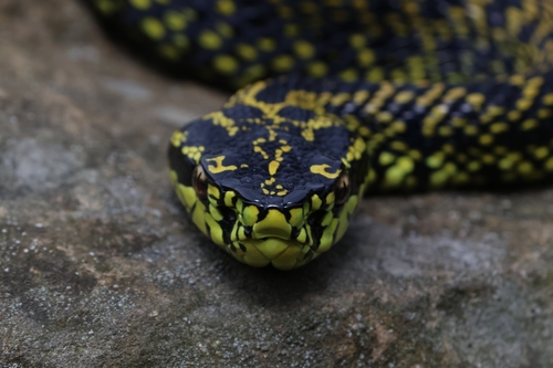 Jerdon's Pitviper