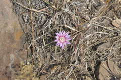 Echinofossulocactus obvallatus