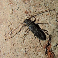 Elaphidion mucronatum