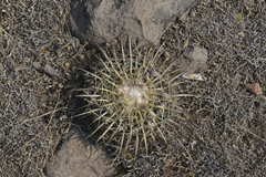 Echinofossulocactus obvallatus