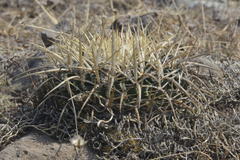 Echinofossulocactus obvallatus
