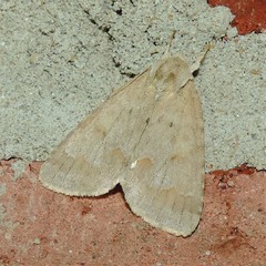 Acronicta hasta