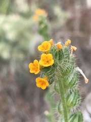 Amsinckia lycopsoides