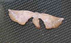 Parepisparis multicolora