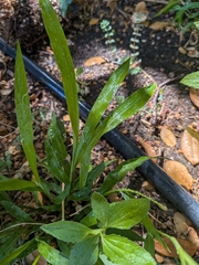 Paspalum langei, photograph author not stated, no rights reserved