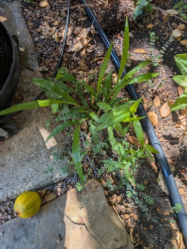 Paspalum langei, photograph 6