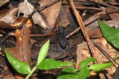 Dromochorus pilatei