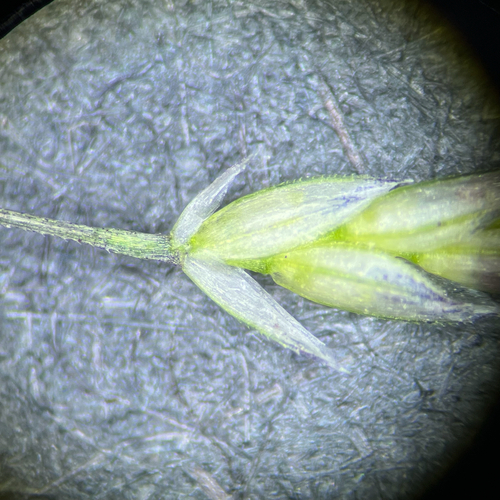 Eragrostis pectinacea observed 2026-09-09