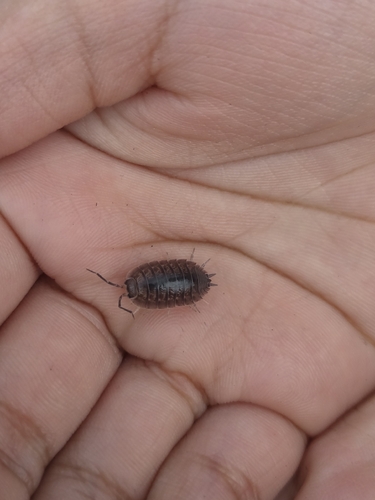 Swift Woodlouse