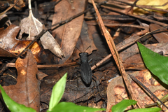 Dromochorus pilatei