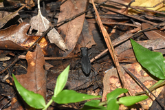 Dromochorus pilatei