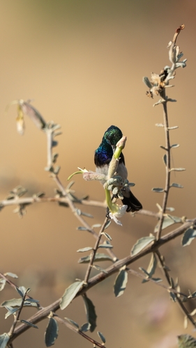 White-bellied Sunbird