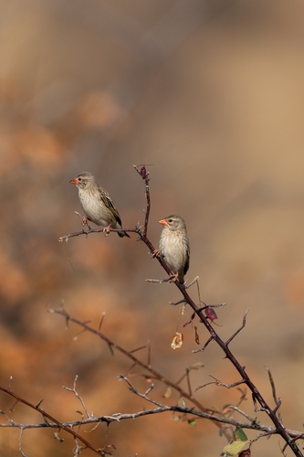 Red-billed Quelea