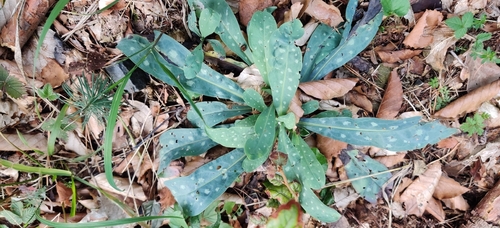 Cerinthe minor, photograph 1