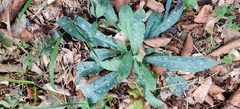 Cerinthe minor, photograph (c) Ondřej Křivan, some rights reserved (CC BY)