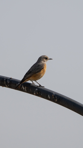 Short-toed Rock-Thrush