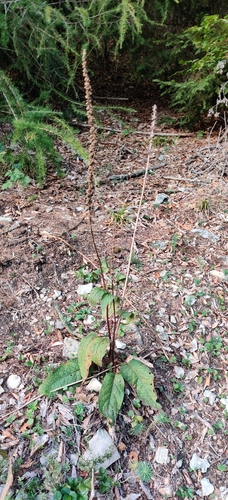 Dark Mullein
