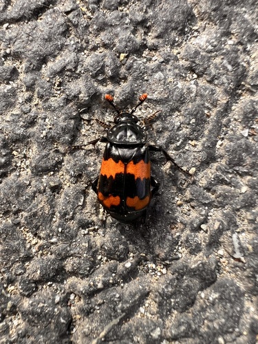 Banded Sexton Beetle