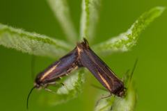 Scythris basilaris