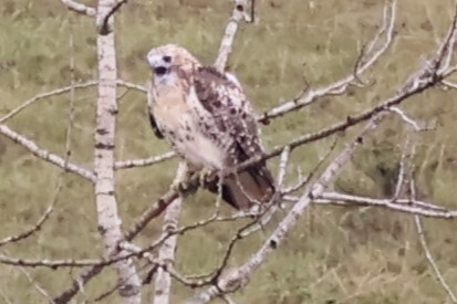 Red-tailed Hawk