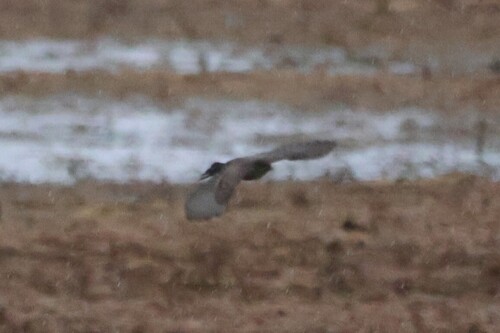 Say's Phoebe