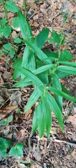 Cephalanthera longifolia