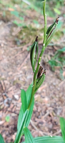 Cephalanthera longifolia, photograph 2